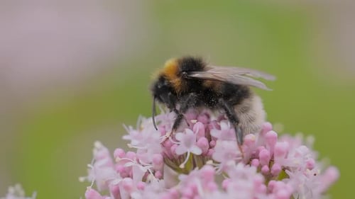 Fuzzy Bee on Pink Flowers in a Meadow