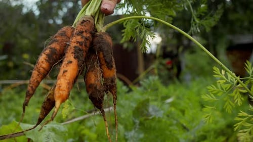 Farmer Grasps Handful of Freshly Dug Carrots By Their Tops and Gently Shakes Them to Dislodge