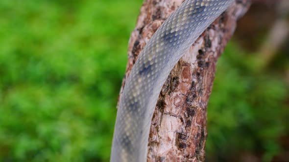 Slow-motion shot of snake slithering over tree branch showing graceful ...