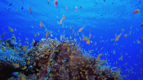 Underwater Colourful Reef