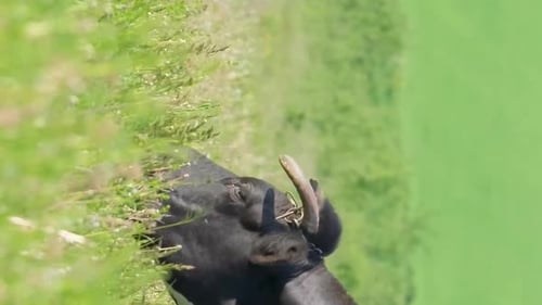 A Cow Eats Grass on a Green Meadow Ecologically Clean Field Vertical Video