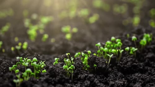 Seedlings Emerging from Dark Soil Under Sunlight