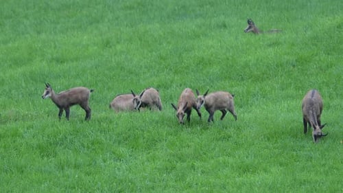 gamuzas silvestres pastando en exuberantes prados, cantón de Glaris, Suiza