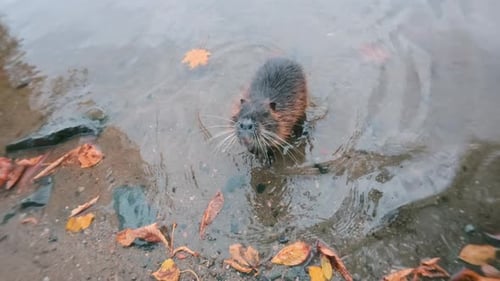 Una curiosa Nutria emerge del río hacia la orilla, olfateando el aire y mirando a la cámara