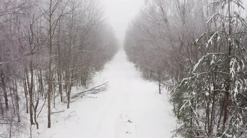 Aerial View of a Winter Snowcovered Pine Forest