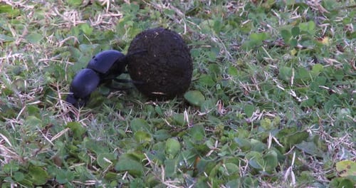 A large dung beetle rolls a herbivore's dropping to it's burrow, close up