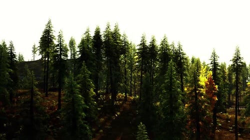 Lush Green Forest in Sunlight with Diverse Tree Species During Autumn