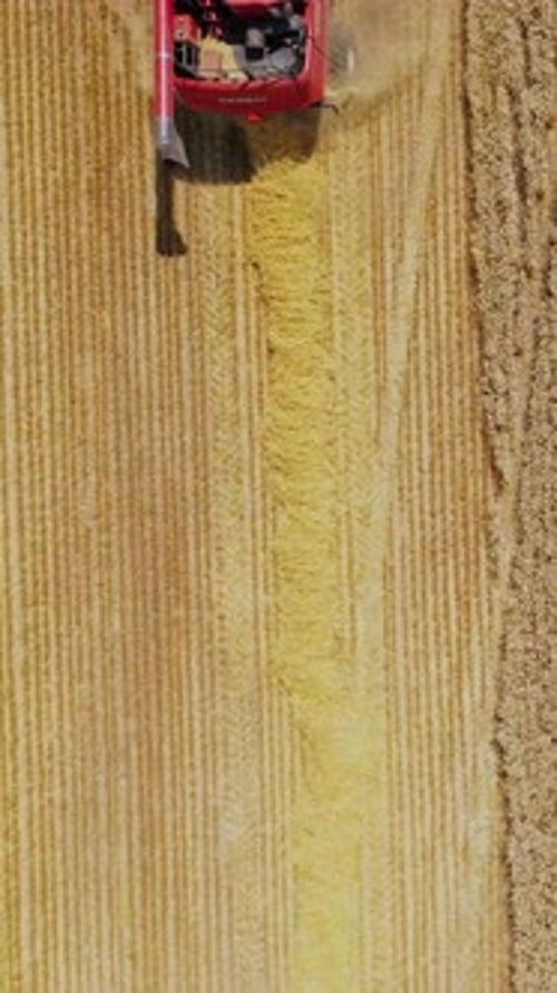 Combine harvesting wheat field. Aerial view on the combine working on the large wheat field