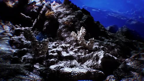 Explore the Vibrant Seabed Teeming with Life and Stunning Marine Formations