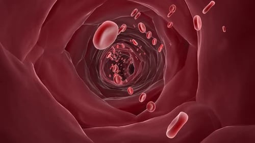 animation of blood cells in the body