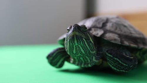 15 1Les gens s'occupent d'une tortue à oreilles rouges et jouent avec elle.