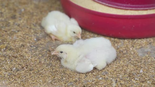 In der Geflügelfarm gibt es Hühnerbabys.