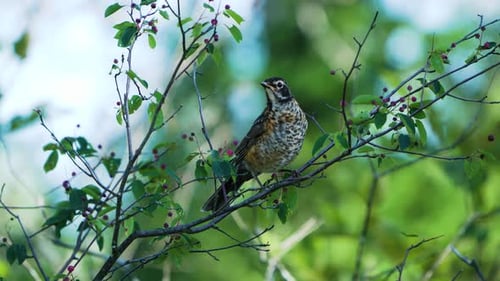 Juvenile American Robin perched on a tree with berries.