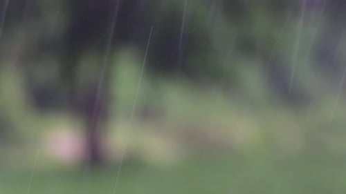 Rain comes in the jungle anytime and one must enjoy the most out of it; here is a footage of the rai