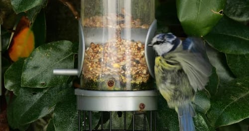 Blaumeise, frisst auf einem Vogelhäuschen, Frankreich