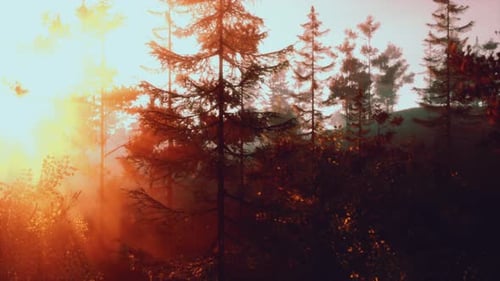 Sunlight Streaming Through Trees in a Lush Forest