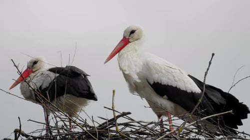 Ein altes Störchenpaar sitzt in einem Nest und wartet auf ihren Nachwuchs