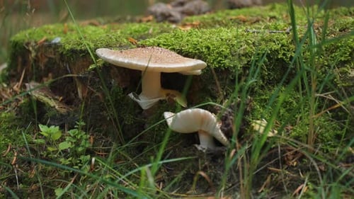 Pale mushrooms on the moss-covered tree stump. A close-up slow-motion video.