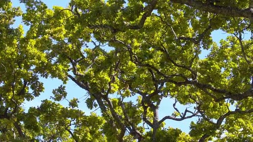 primer plano de árboles, ramas y hojas