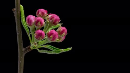 Time Lapse of Blooming Apple Flowers