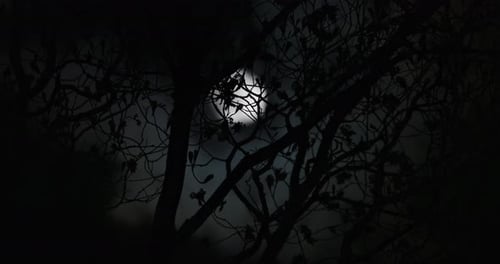 Silhouetted Tree Branches against a Full Moon at Night