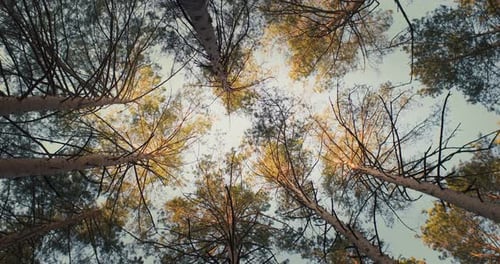 Gehen Sie durch den leeren Wald bei Sonnenaufgang, hellem Hintergrund, Wunderschöner Wald, Natur, Pinien