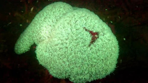 Close Up of Golf Ball Sea Sponge