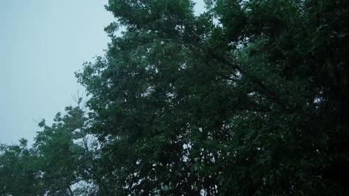 Starker Regen, Wassertropfen, Sturmregen fällt auf Bäume in der Nähe von Familienhäusern, Sturmtag, Nahaufnahme