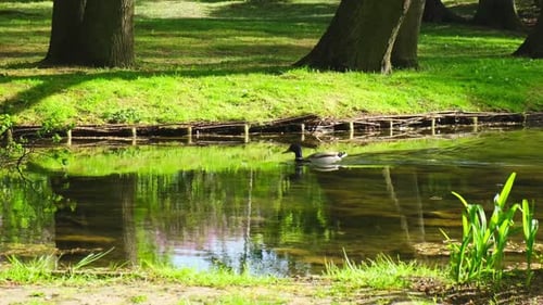 El pato nada en el agua ondulante en el lago, primer plano de aves acuáticas, patos, pájaros nadando en el lago del estanque