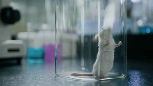 Close-up of Laboratory Mouse Standing up on Hind Legs in Glass Container