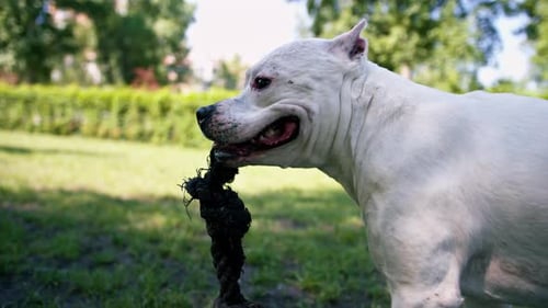 Hunde großer Rassen und verschiedener Farben spielen auf dem Trainingsgelände mit einem Spielzeug und rennen