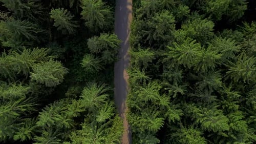 Eine Straße inmitten eines grünen Waldes