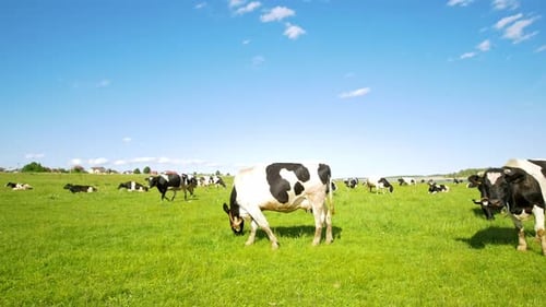 Wide Field with Grazing Cows on Pasture in Sunny Summer