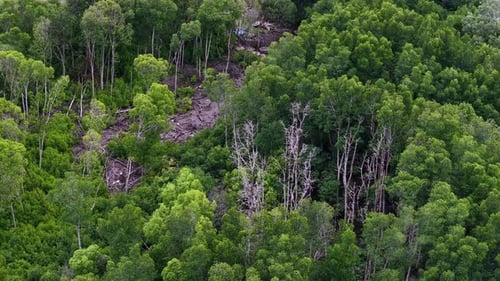 Lush green forest with a few dead trees in the middle