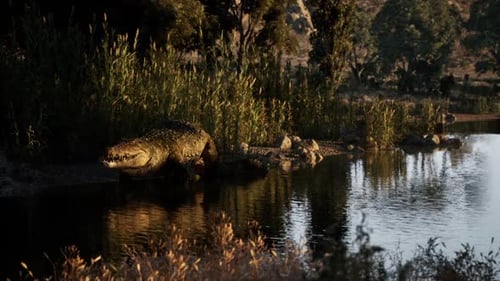Crocodile se reposant au bord d'une rivière en début de soirée