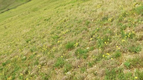 Green Grass with Yellow Flowers on It