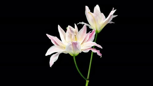 Pink and White Lily Flower Blooming on Black Background