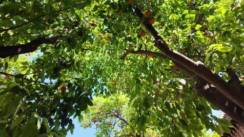 Orange fruit tree with green leaves, view from below Morocco, North Africa
