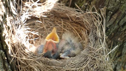 Baby Birds Chirping in a Twig Nest