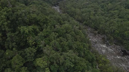 Üppiges grünes Laub von Bäumen, die im tropischen Regenwald entlang des Mossman River wachsen - Mossman Gorge in Sh