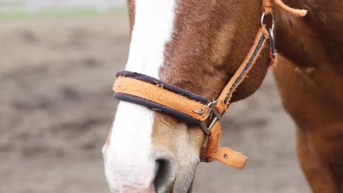 Ein braunes Pferd schaut in Nahaufnahme in die Kamera