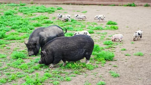 Piglets Run Around Their Mother in Free Range Farm in Czech Republic Farm Life