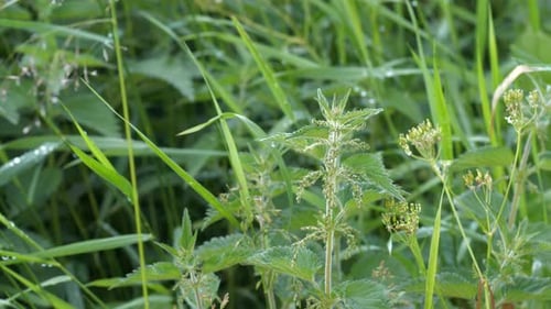 Plantes d'ortie dans une prairie d'été, gros plan