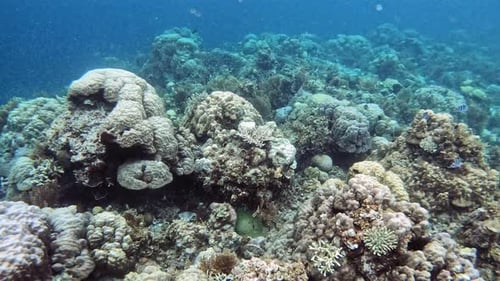 Tropical water scene with fish and coral reef