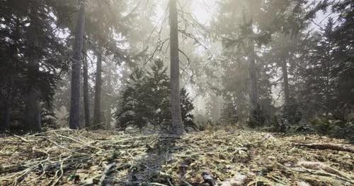 Sunlight Filtering Through the Misty Forest Creates a Magical Atmosphere