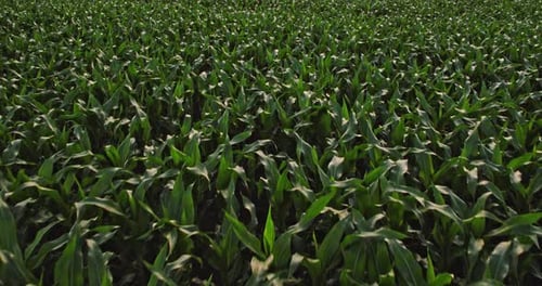 An aerial shot of corn field ripening at spring season, agricultural landscape