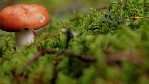 Nature, Environment and Mushrooms Concept - Russule Growing in Autumn Forest Autumn