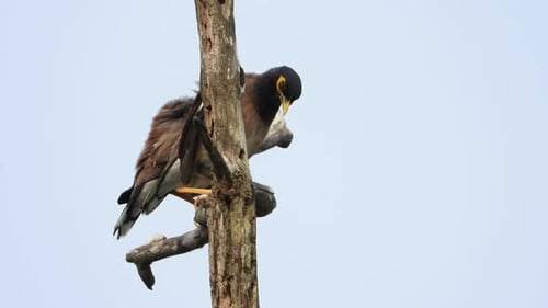 Common Myna chilling on tree UHD Mp4 4k .