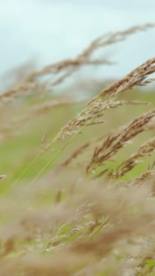 VERTICAL VIDEO Closeup the Wind Sways the Yellow Ears of Corn Yellow Grass on Nature Field on Summer