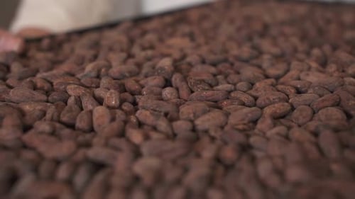 Cacau Pods - Foto de perto